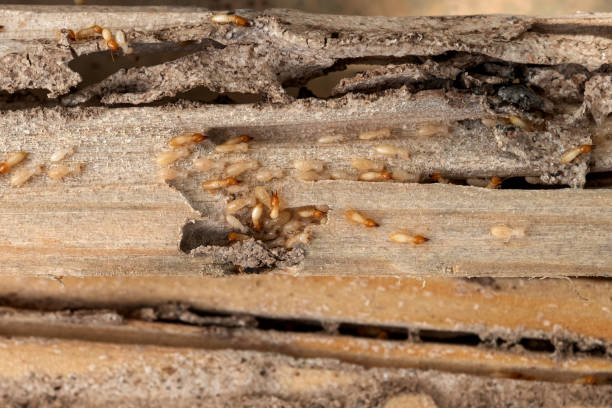 Best Affordable Pest Control Services  in Monticello, IN